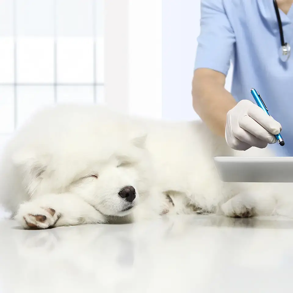 check-up salute