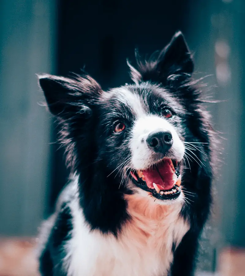 servizi veterinari