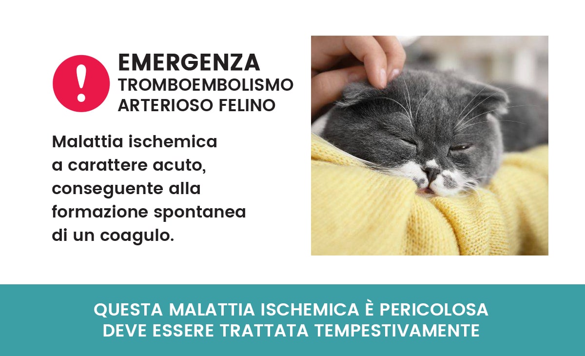 ATE - Tromboembolismo Arterioso Felino