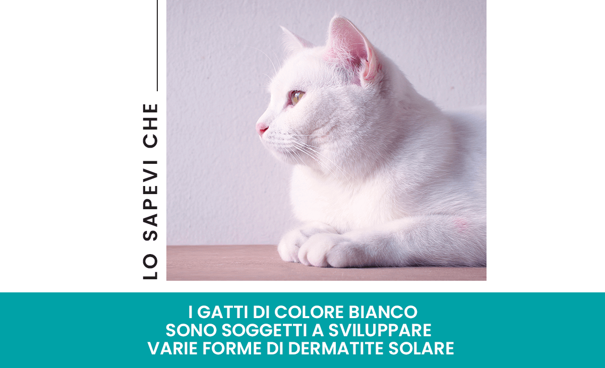 Dermatiti solari nei gatti bianchi