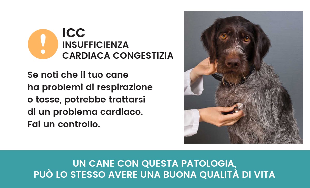 Insufficienza cardiaca congestizia (ICC)