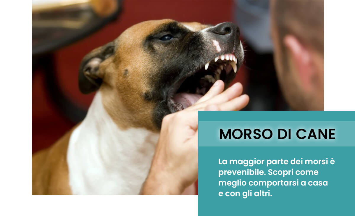 Morso di cane