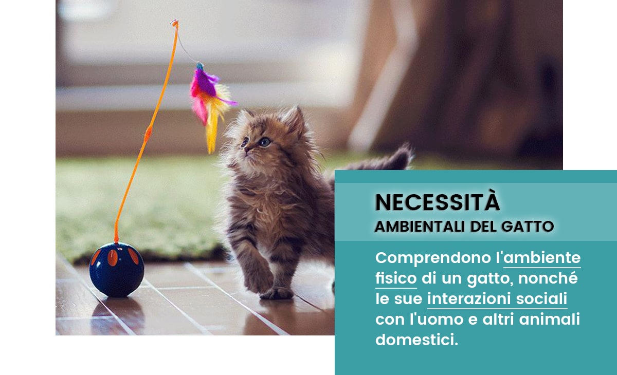Le necessità ambientali del gatto