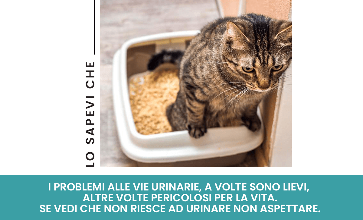 Problemi delle basse vie urinarie nel gatto