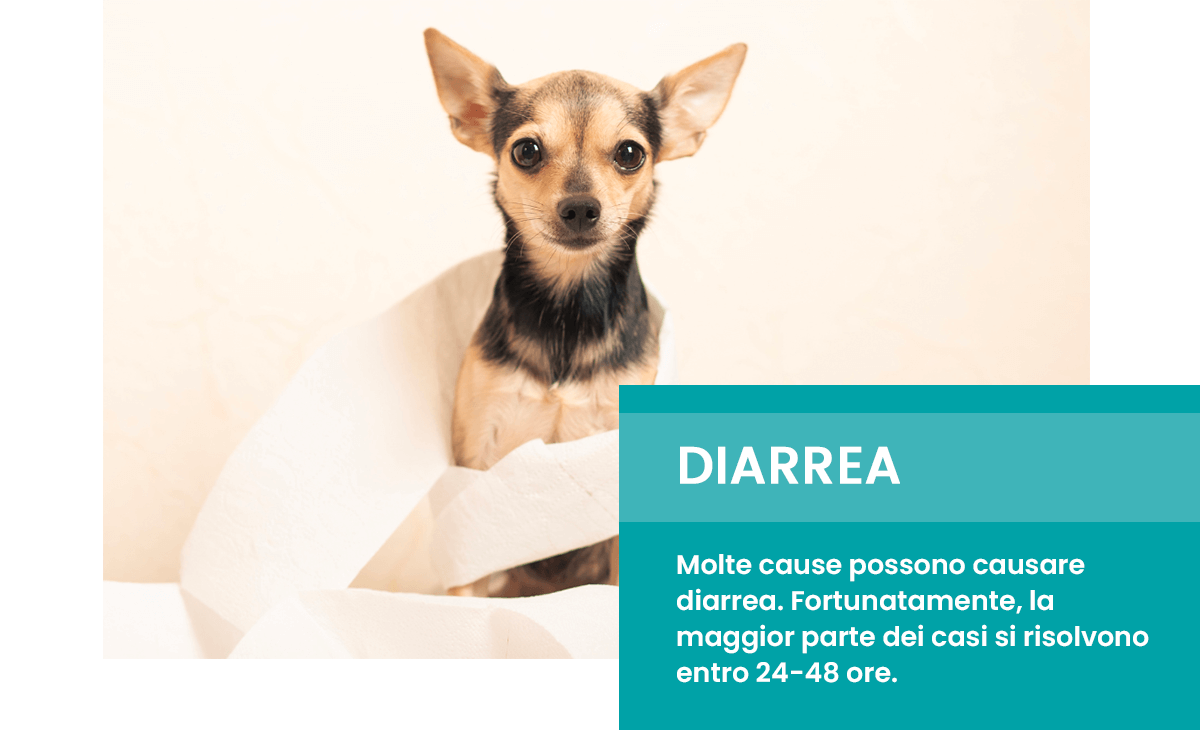 Diarrea nel cane e nel gatto