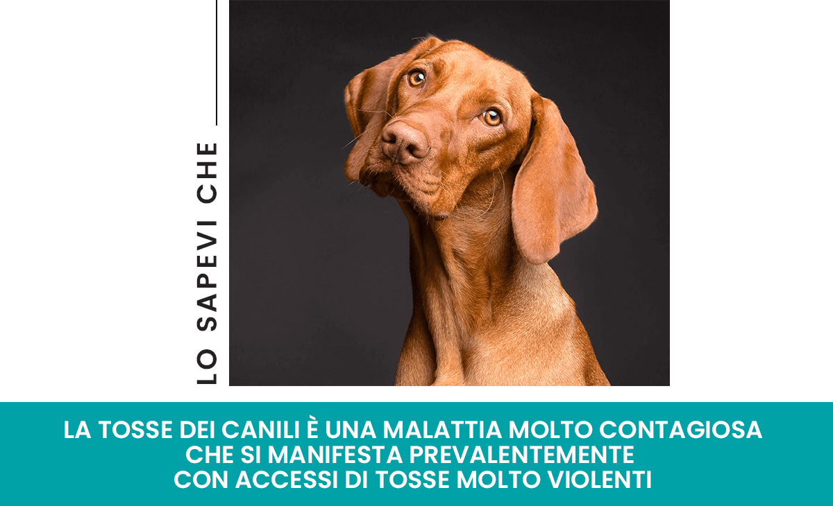Tosse dei canili