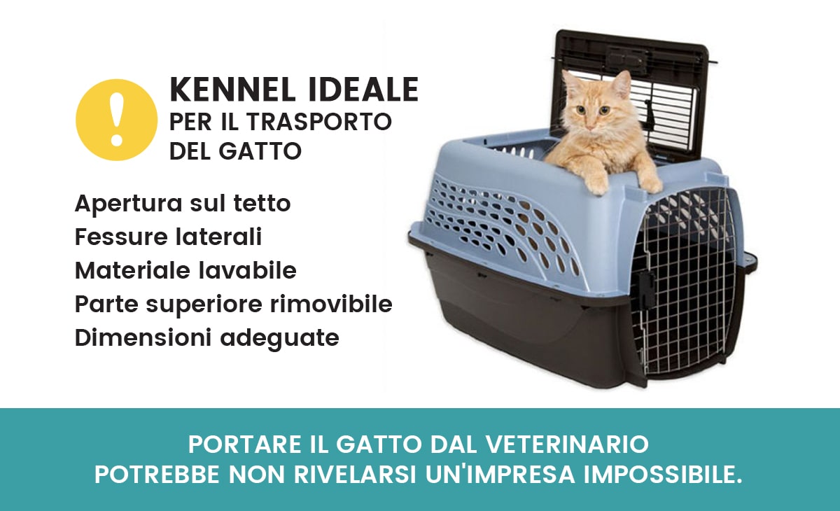 Come portare il gatto dal veterinario
