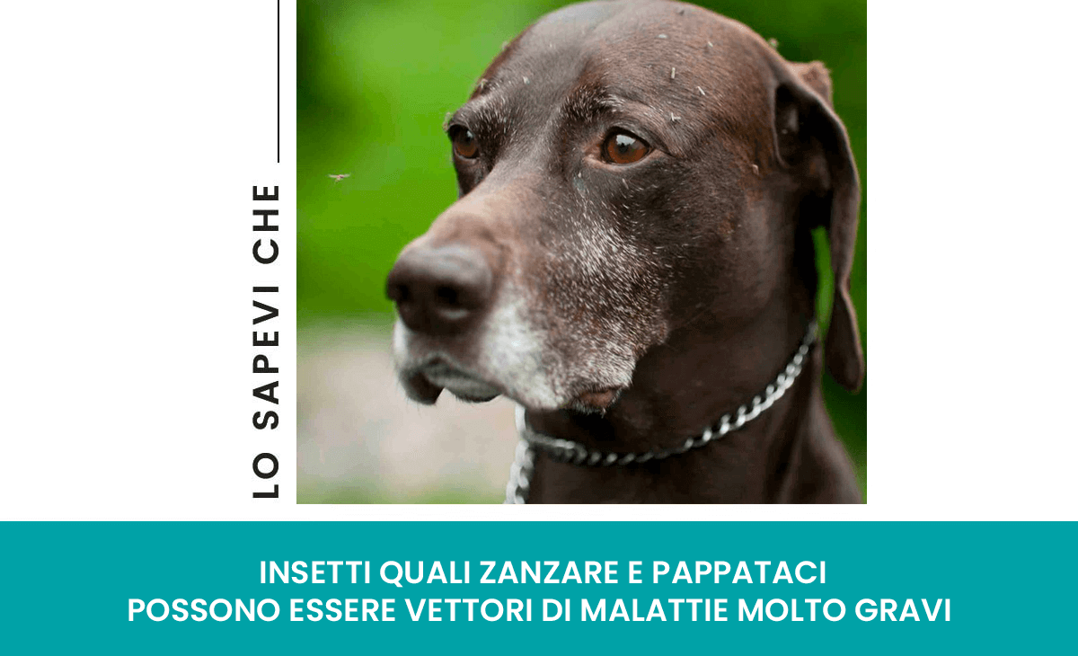 Zanzare e pappatacei