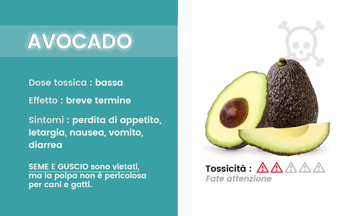 Intossicazione da avocado
