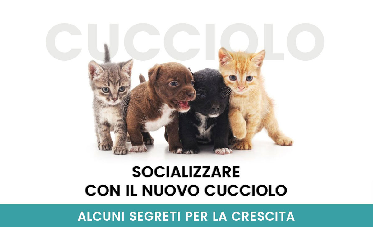 Crescere un cucciolo