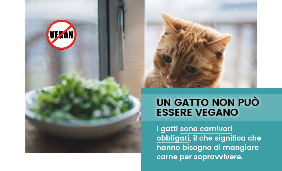 Perchè il mio gatto  NON PUÒ ESSERE VEGANO?