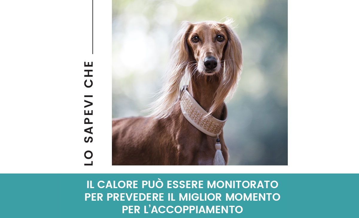 Fasi del calore
