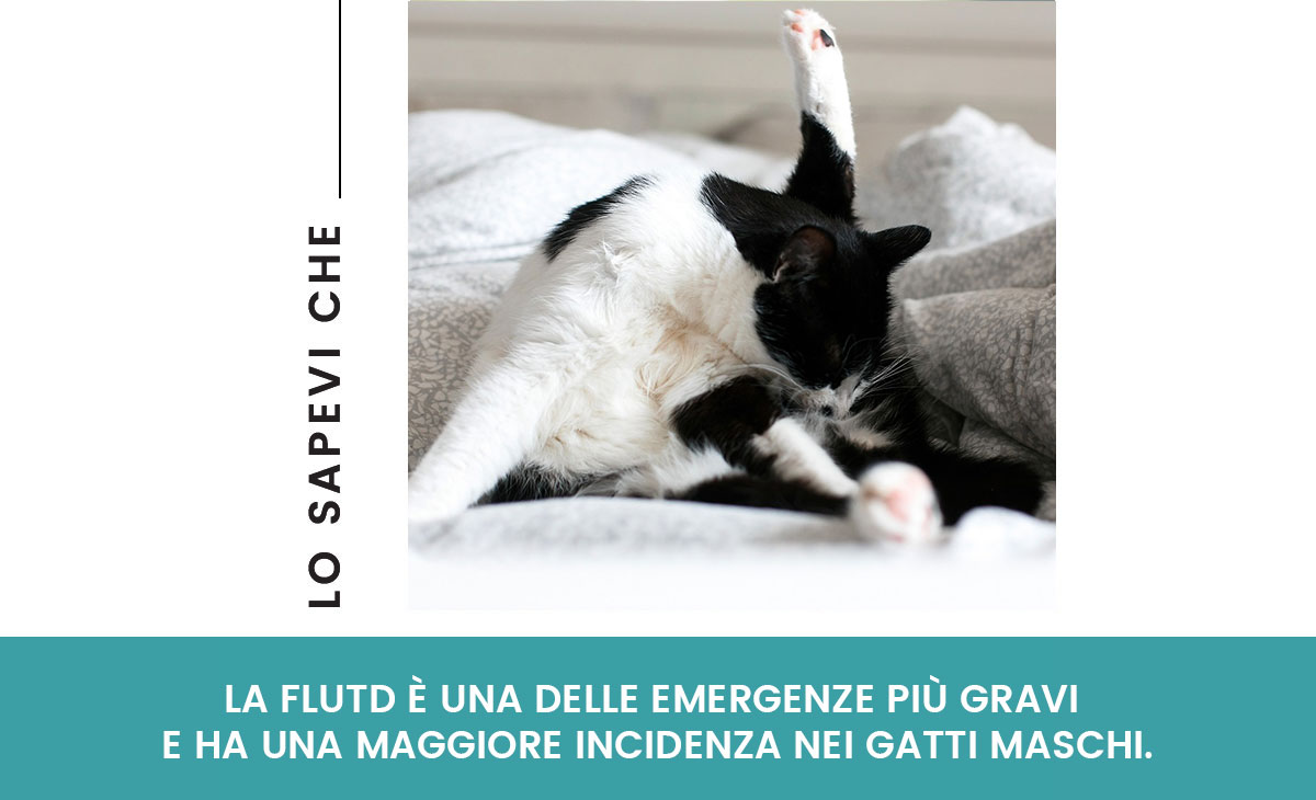 FLUTD (Feline Lower Urinary Tract Disease)