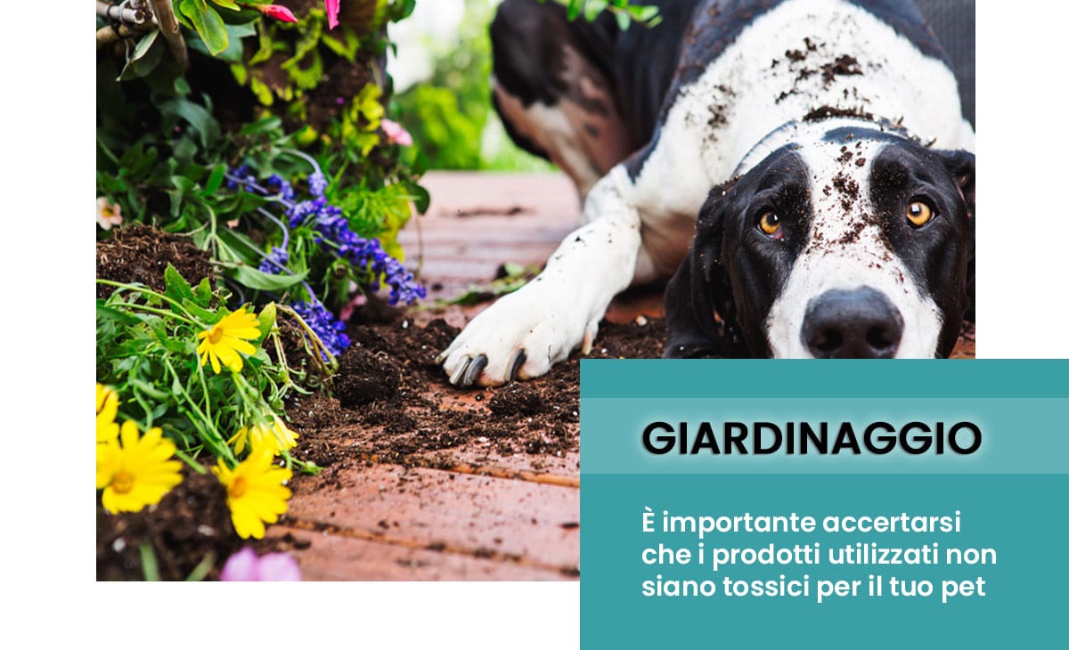 Insidie del giardinaggio primaverile