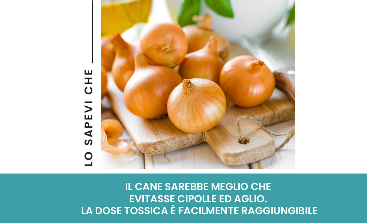 I cani possono mangiare le cipolle?