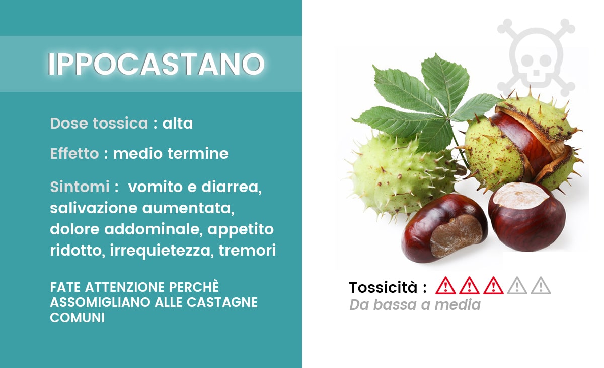 Intossicazione da ippocastano