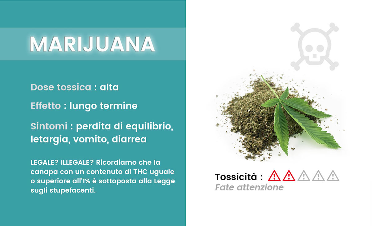 Intossicazione da marijuana