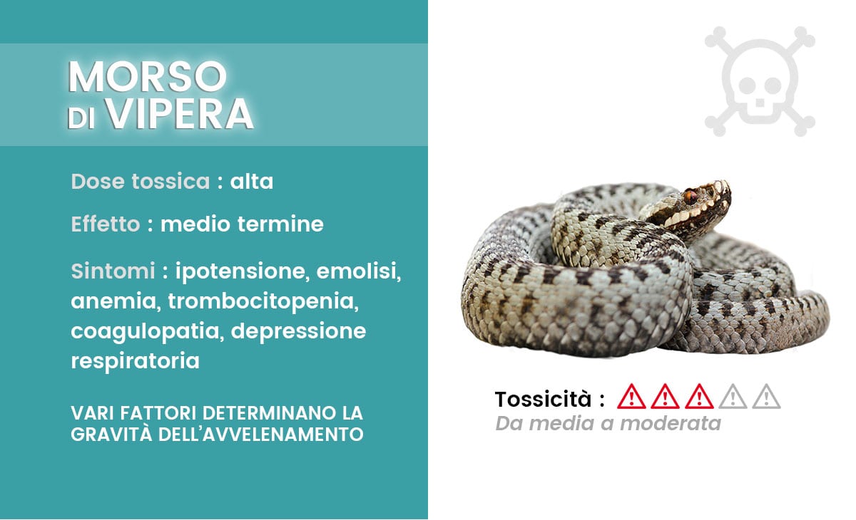 Avvelenamento da morso di vipera