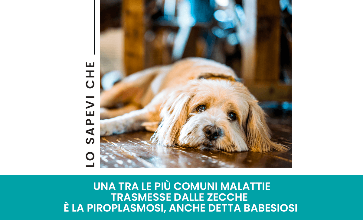 Piroplasmosi o Babesiosi