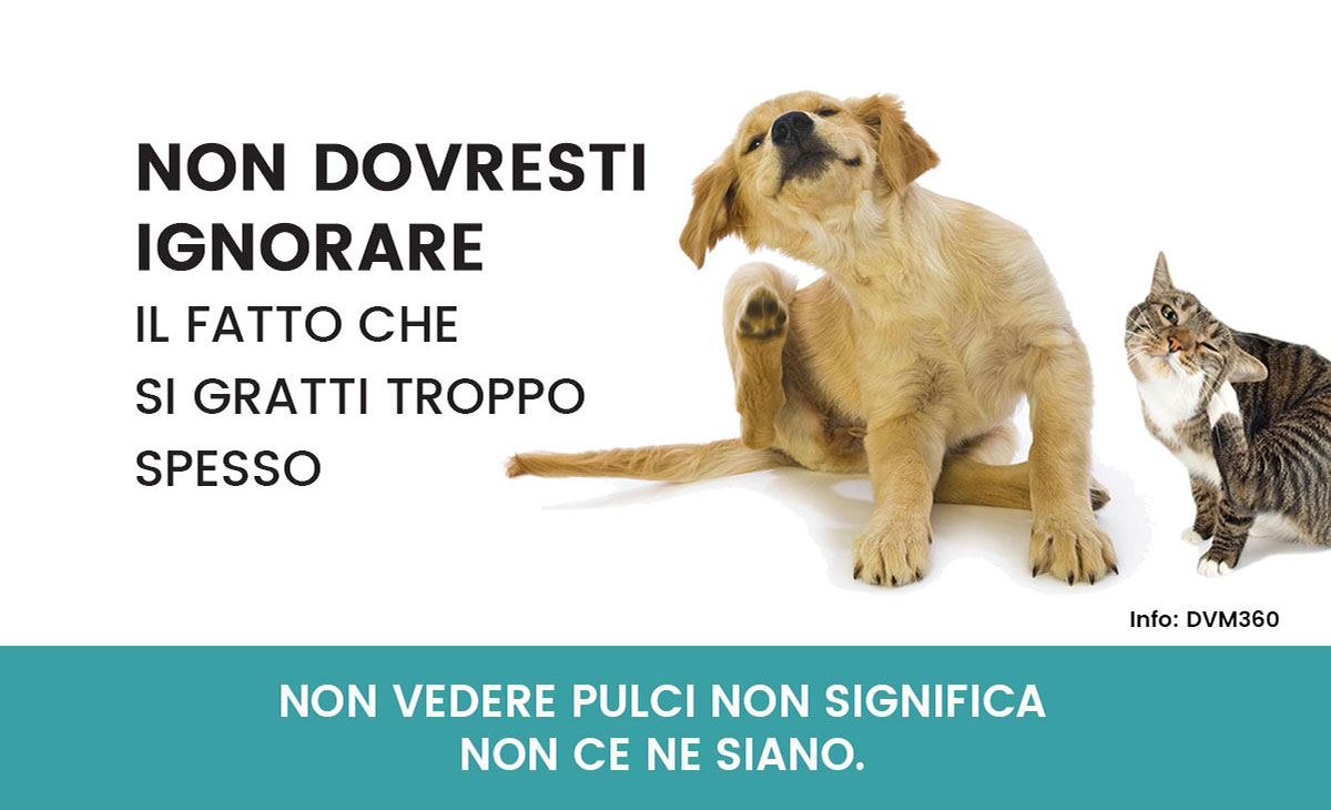 Prevenzione pulci