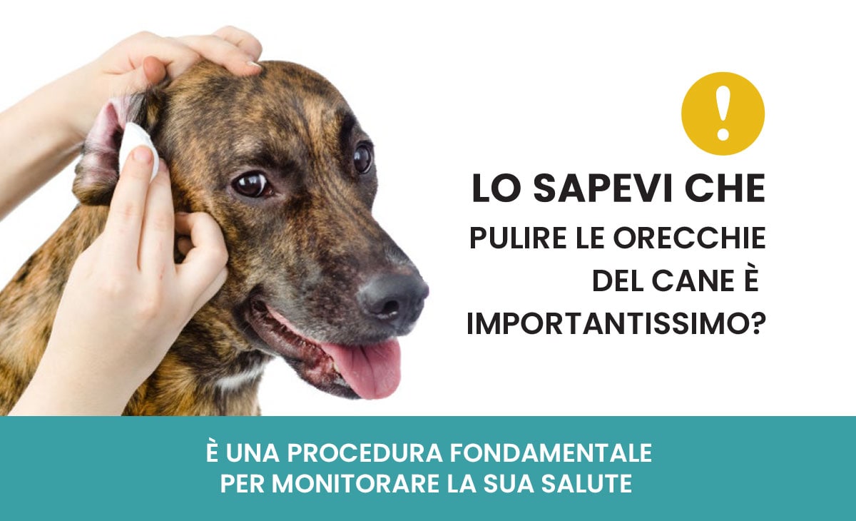 Come pulire le orecchie al cane