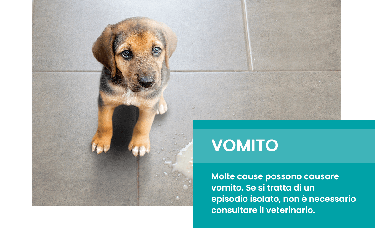 Vomito nel cane e nel gatto