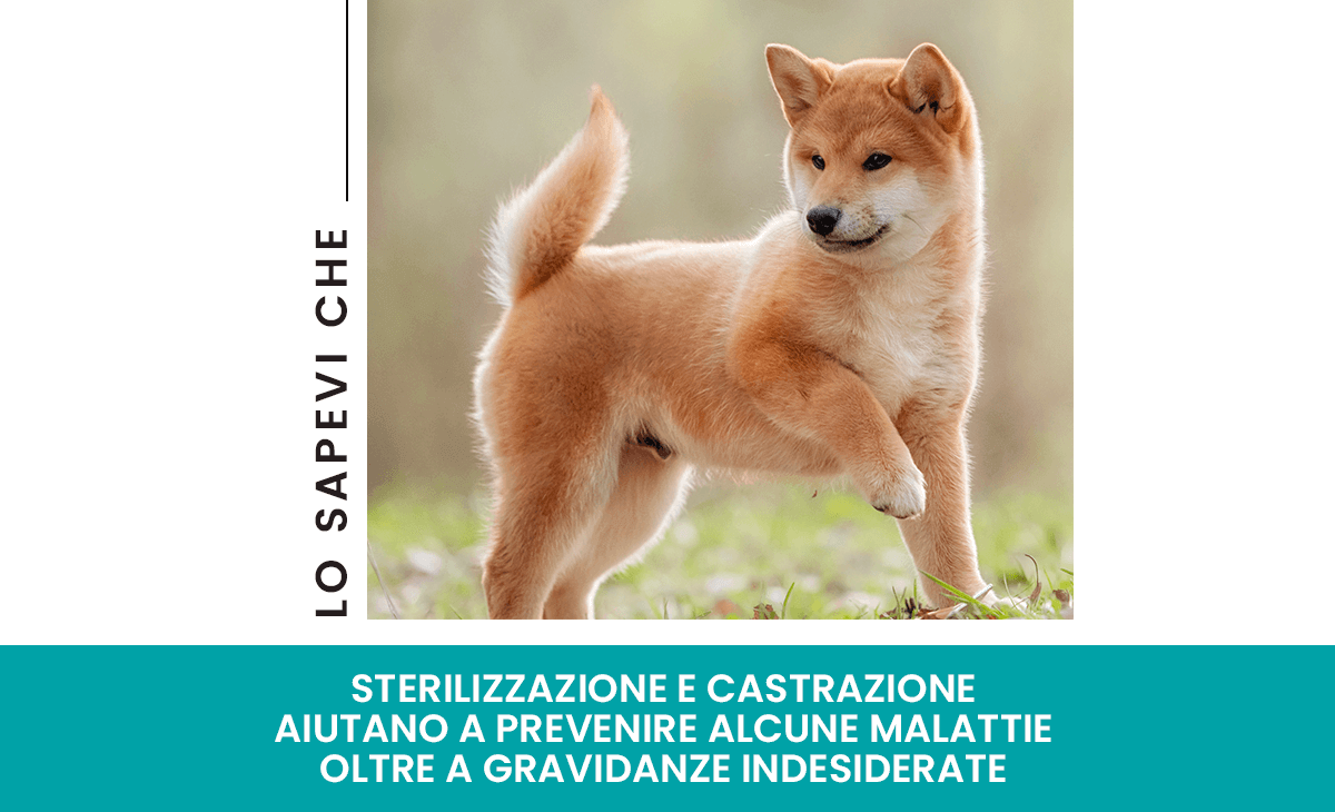 Guida alla sterilizzazione e castrazione del cane
