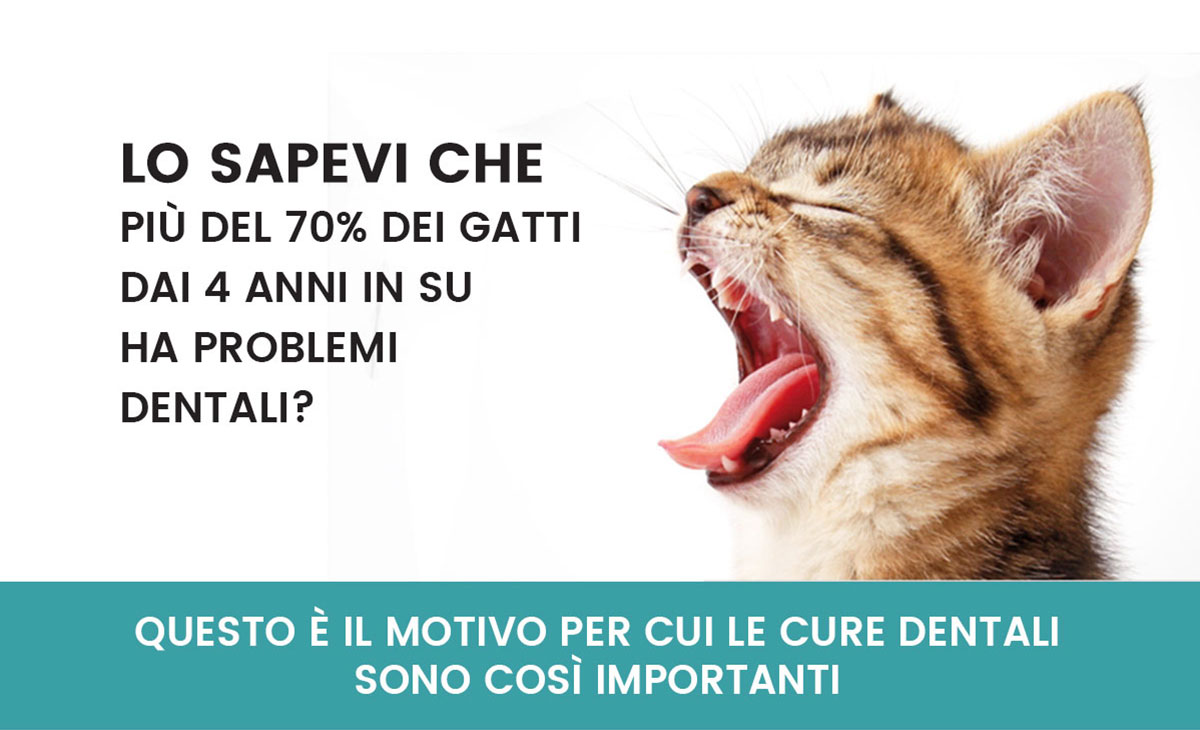 Stomatite nel gatto