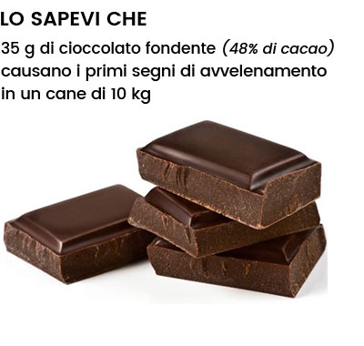 cioccolato nei cani