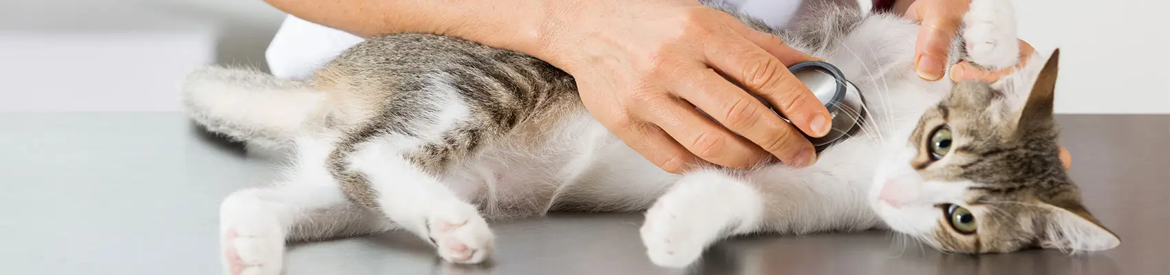 cardiologia ed ecocardiografia cani e gatti