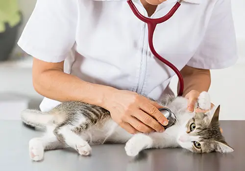 cardiologia ed ecocardiografia veterinaria