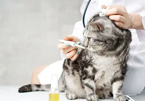 medicina interna per cani e gatti