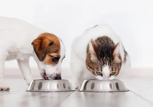 nutrizione veterinario