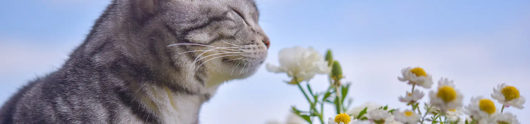 omeopatia cani e gatti