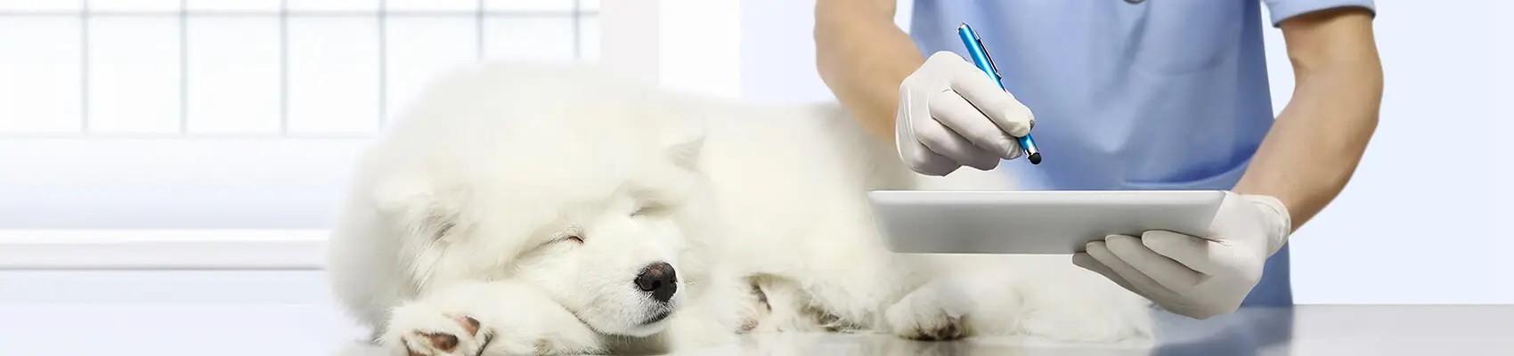 check-up e piani di salute veterinari