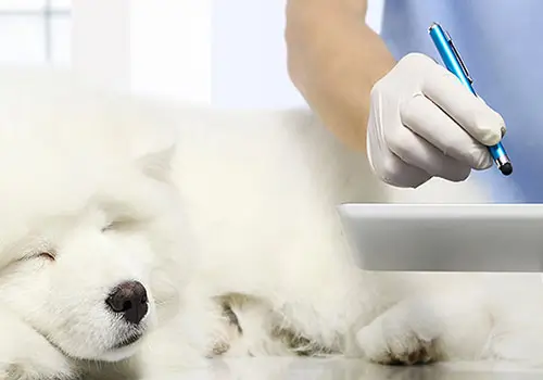 piani di salute per cani e gatti