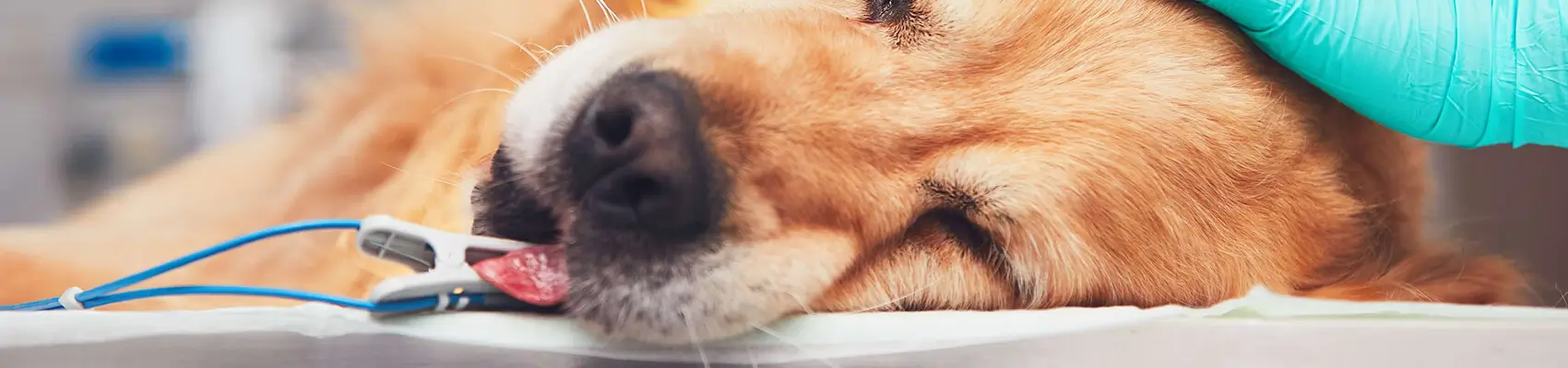 pronto soccorso per cani e gatti