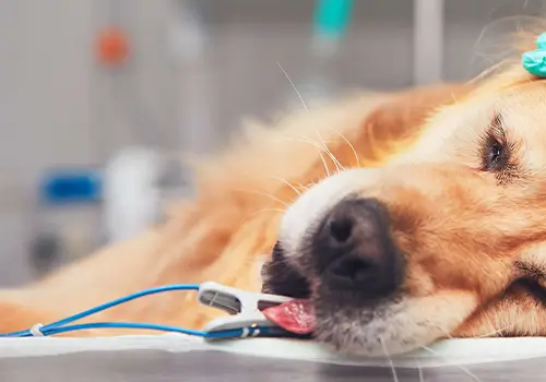 pronto soccorso veterinario
