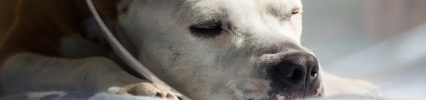 ricovero e terapia intensiva per cani e gatti